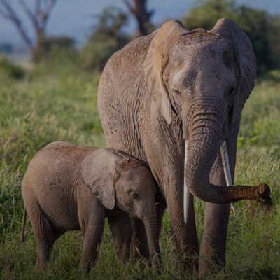 Targetaid Our Impact Elephant Babies 400X400 Tp